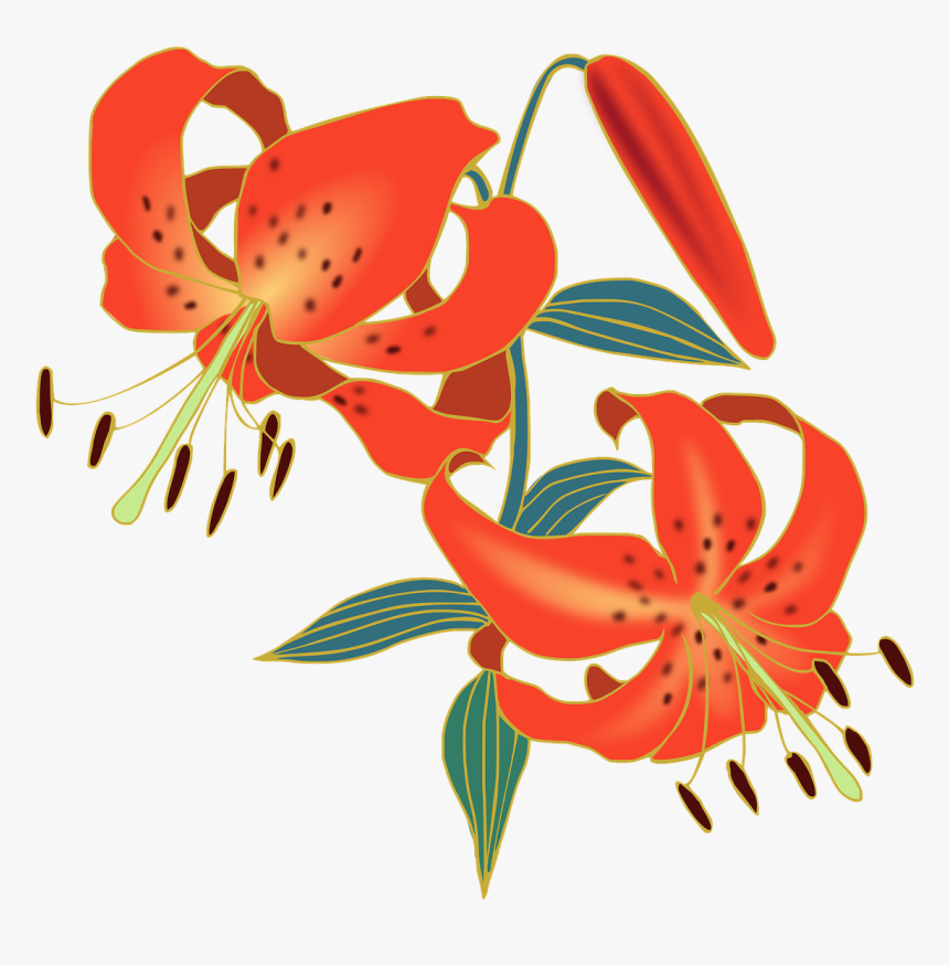 Tiger Lily Flower Png, Transparent Png