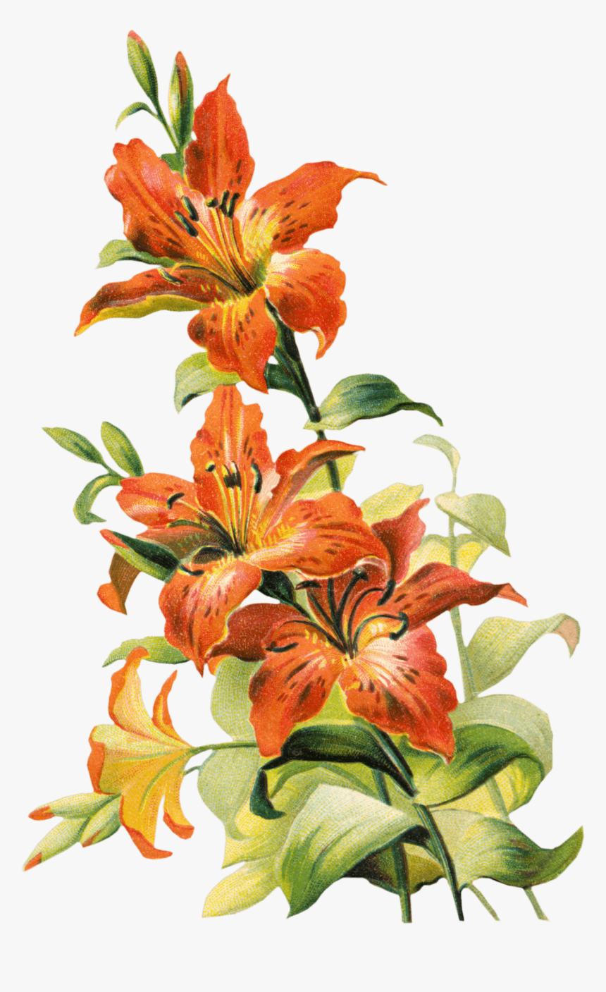 Transparent Lilies Clipart - Tiger Lily Flower Png, Png Download