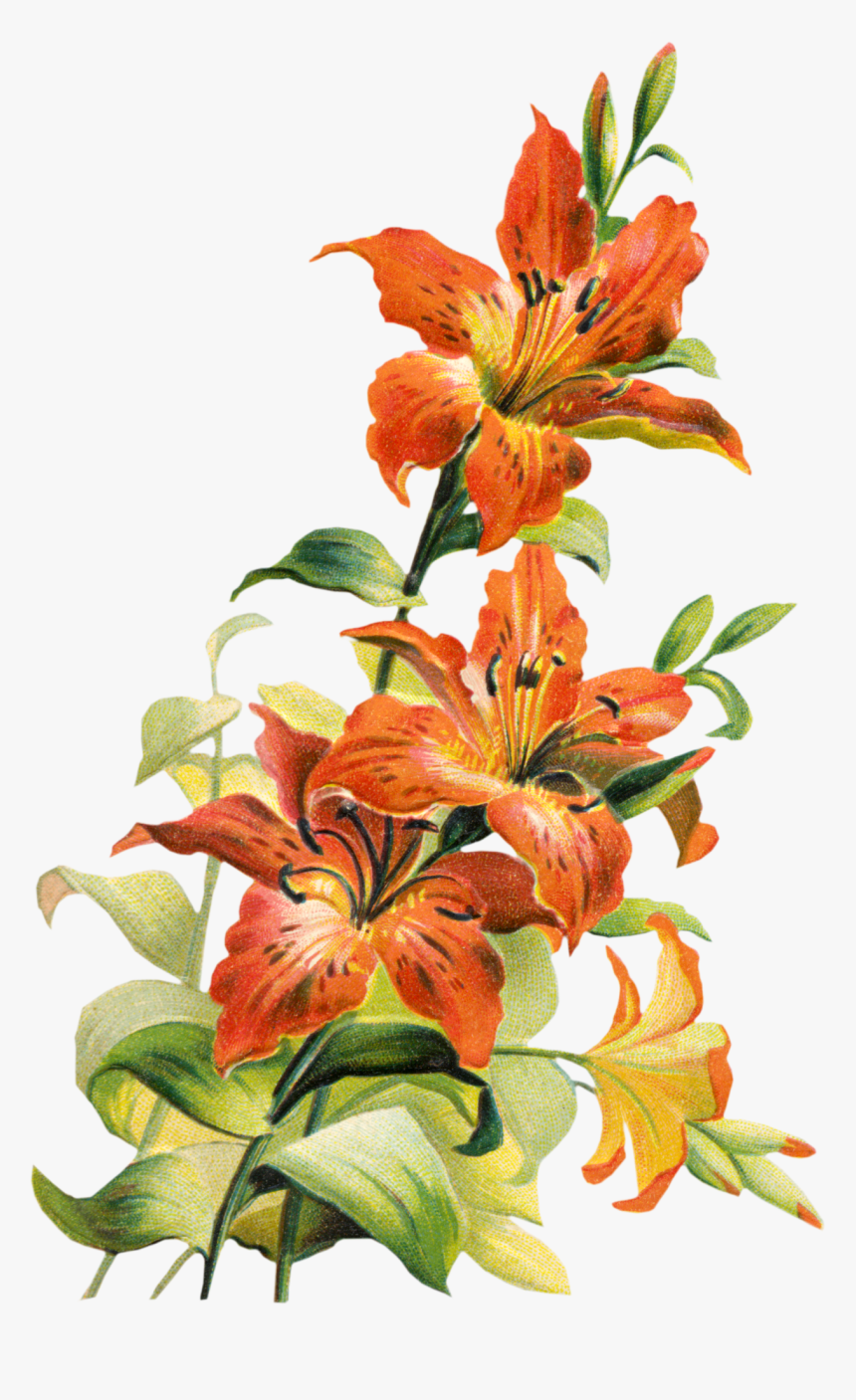 Tiger Lily Cliparts - Tiger Lily Flower Art, HD Png Download