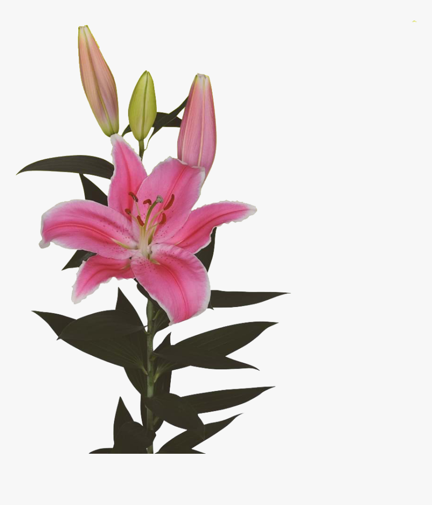 Stargazer Lily - Lily, HD Png Download