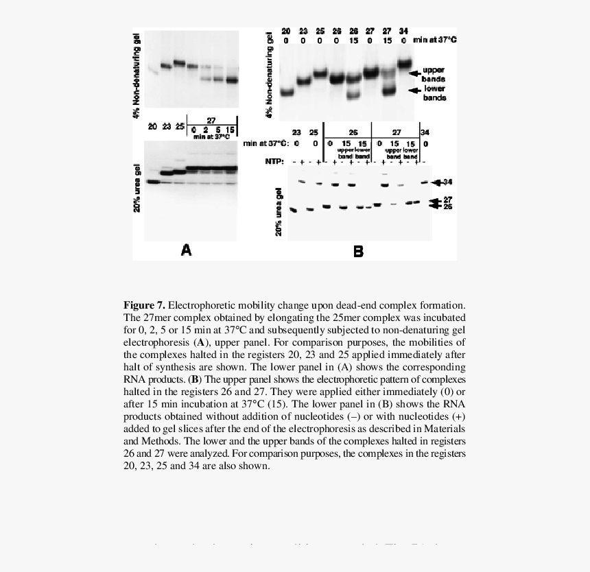 Document, HD Png Download