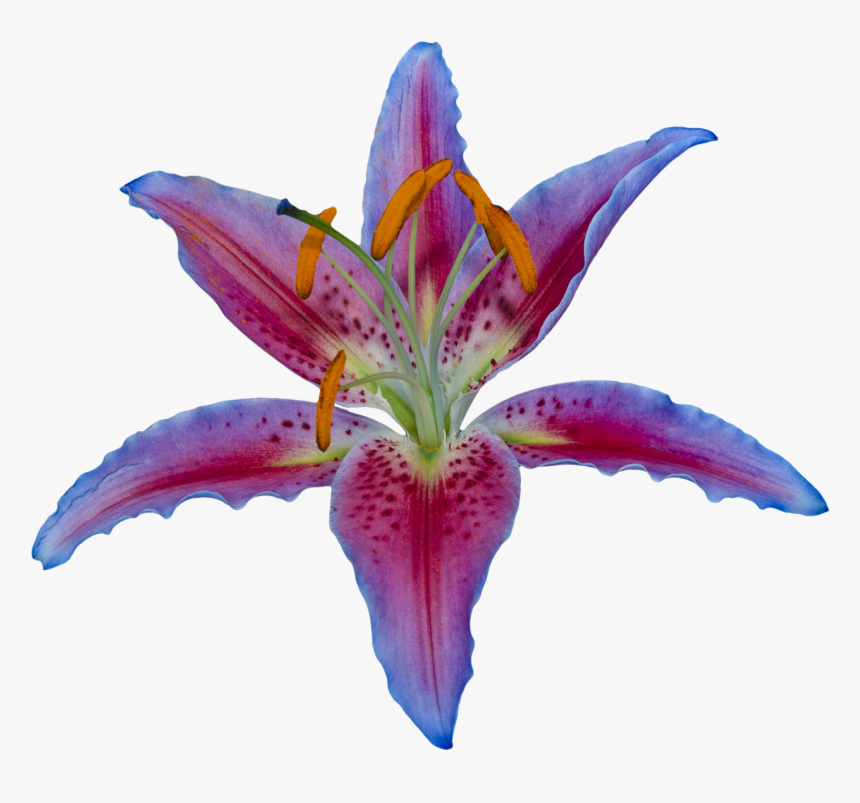Egyptian Lotus Flower Png, Transparent Png