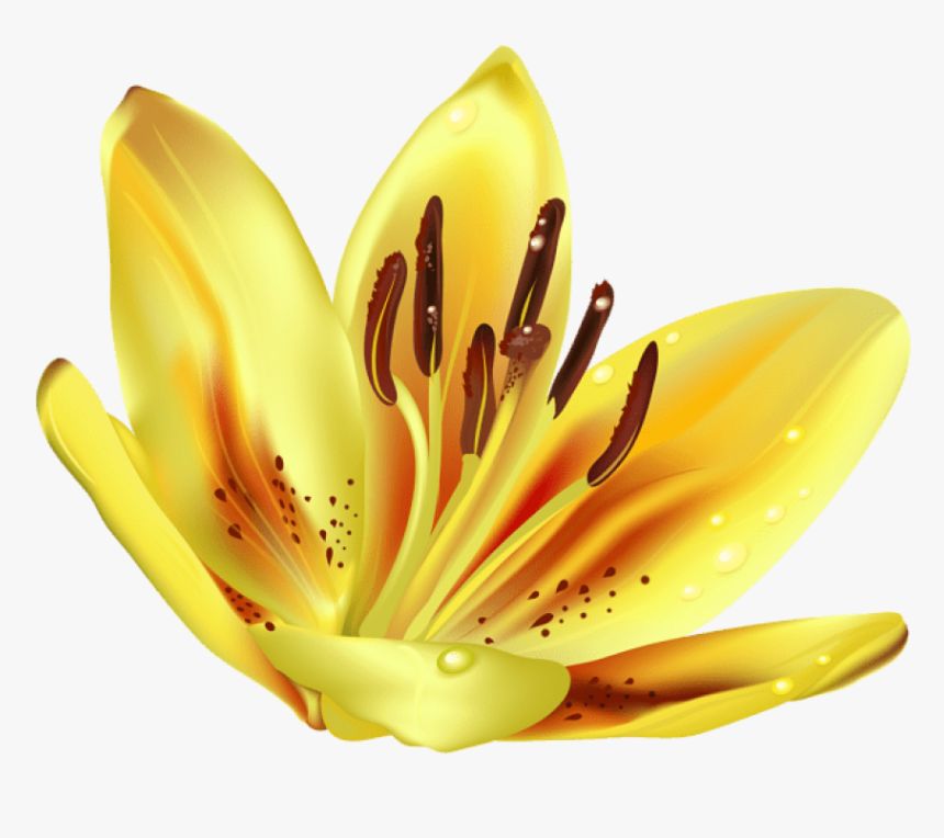 Yellow Transparent Background - Portable Network Graphics, HD Png Download