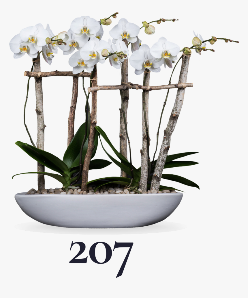 Moth Orchid, HD Png Download