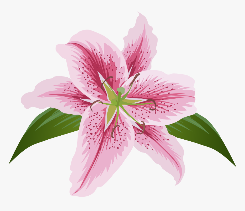 Lily Lilium Female Liliaceae Flower, HD Png Download