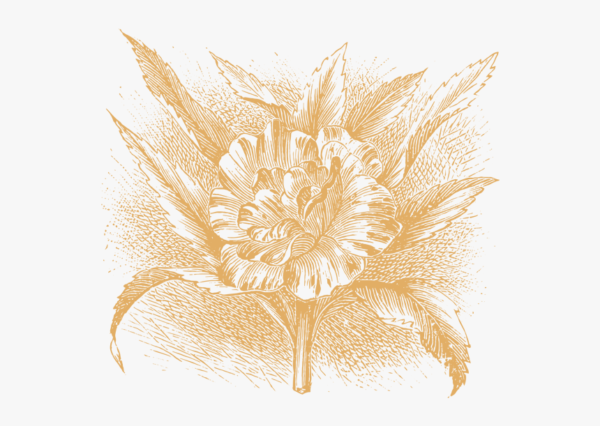 Illustrations Png Pic - Jasmine Flower Png Brush, Transparent Png