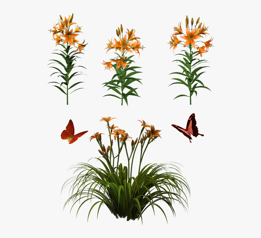 Flowers, Isolated, Butterfly, Plant, Tiger, Lily - Daylily Png, Transparent Png