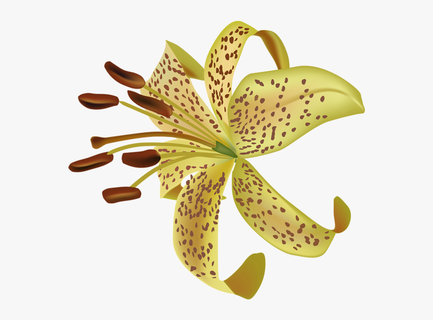 Lilium Png - Tiger Lily, Transparent Png