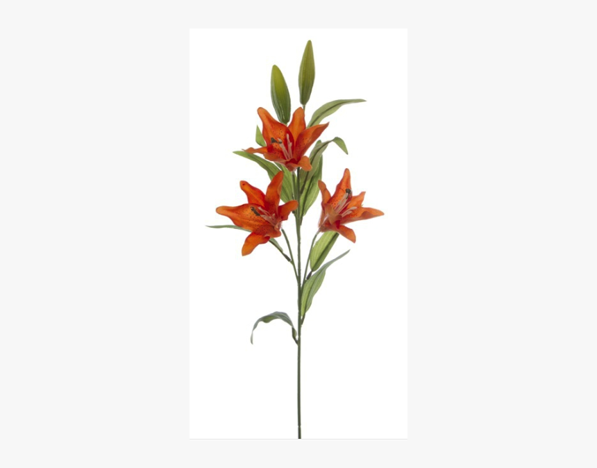 Lily, HD Png Download