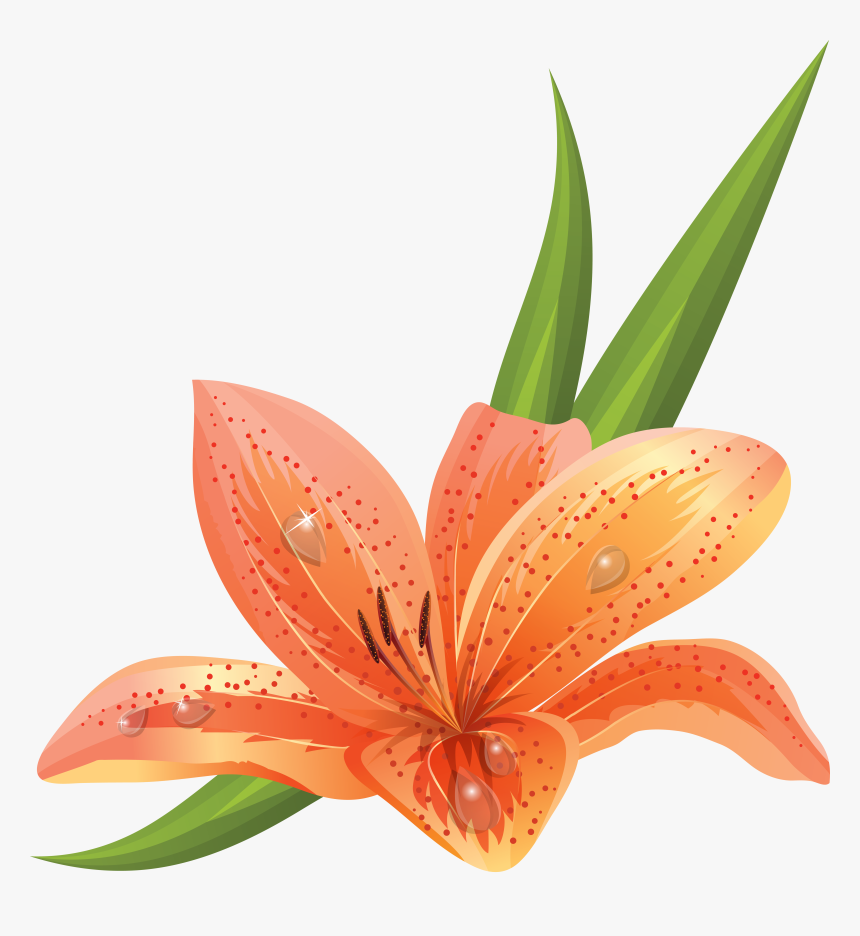 Lilium Png, Transparent Png