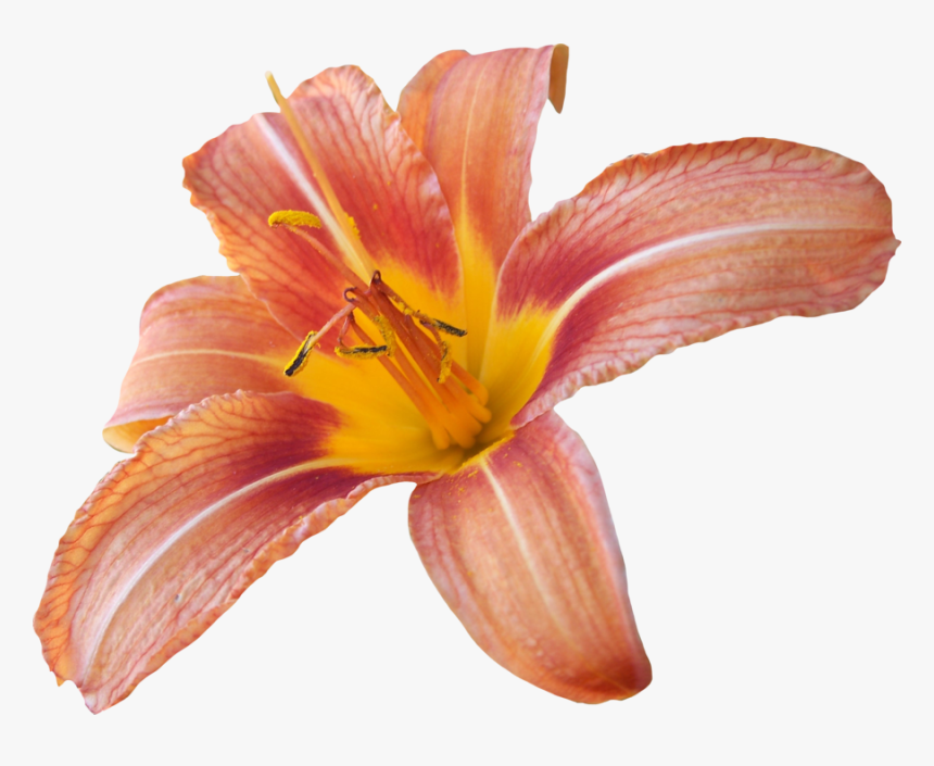Lily Transparent Background, HD Png Download