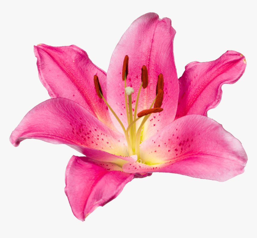 Transparent Daylily Clipart - Tiger Lily, HD Png Download