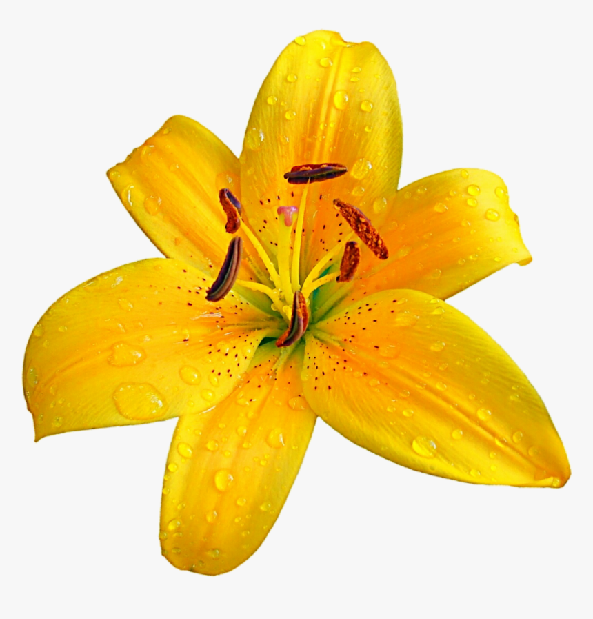Lilium Bulbiferum Easter Lily Flower Clip Art - Orange Lily, HD Png Download