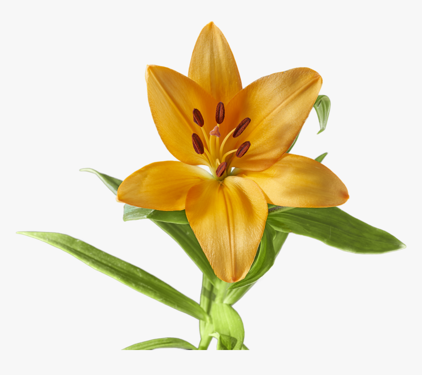 Lily Flower Yellow Free Picture - Lilium Flor Png, Transparent Png