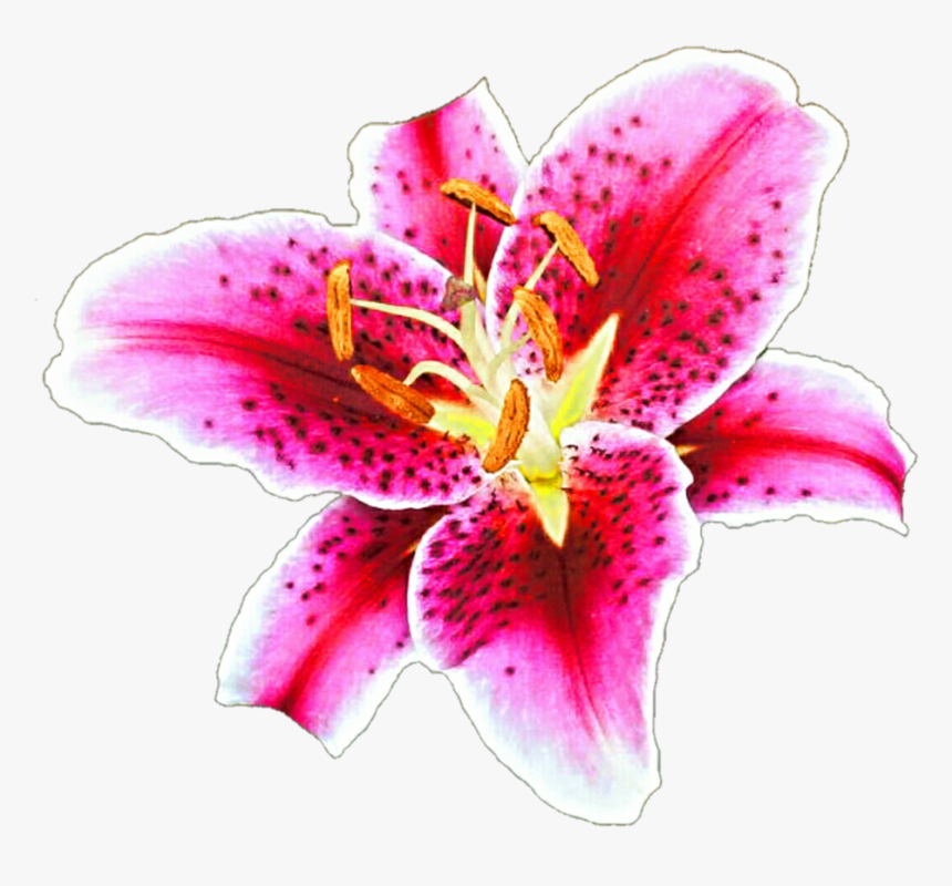 Stargazer Lily Clipart - Stargazer Lily Transparent Background, HD Png Download