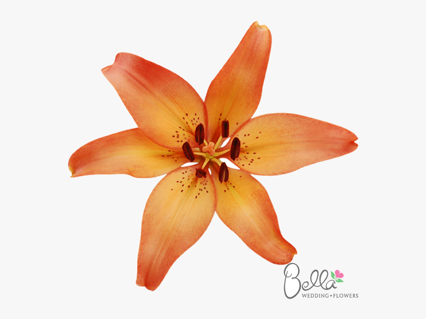 Tiger Lily, HD Png Download