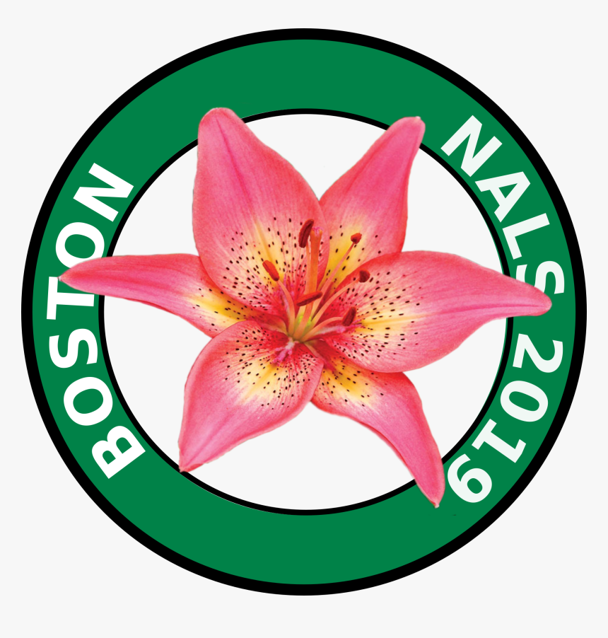 Stargazer Lily, HD Png Download