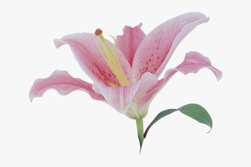 Transparent Tiger Lily Clipart - 百合 花 粉紅 色, HD Png Download