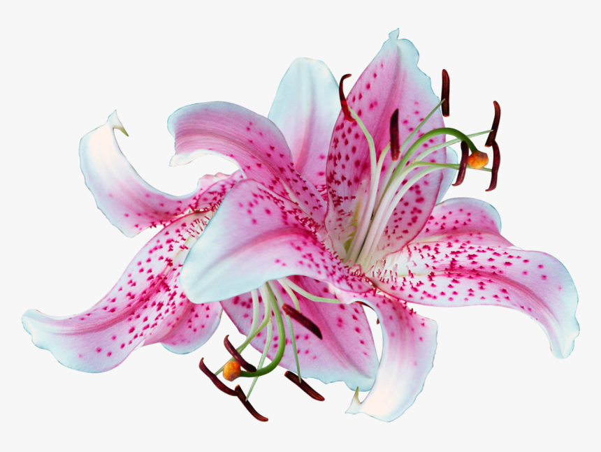 Clip Art Pictures Of Stargazer Lilies - Transparent Background Lilies Png, Png Download