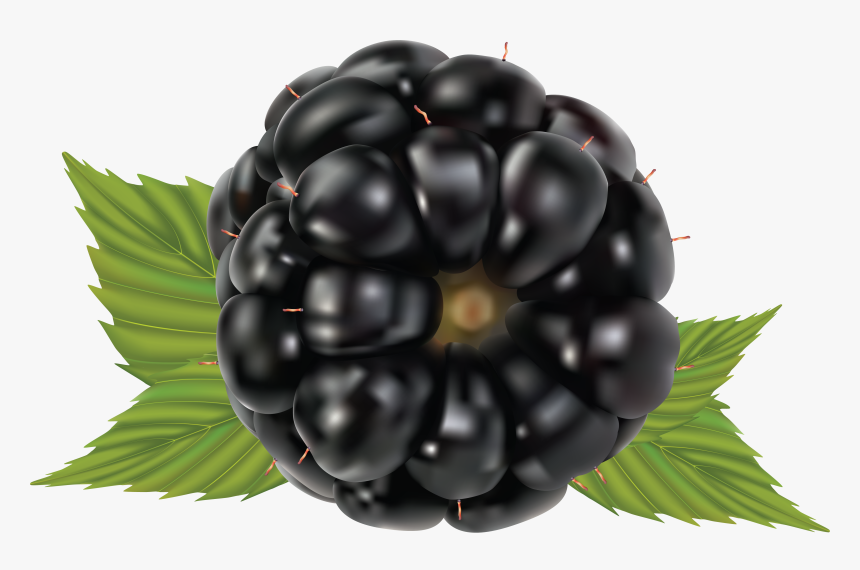 Siberian-ginseng - Blackberry, HD Png Download