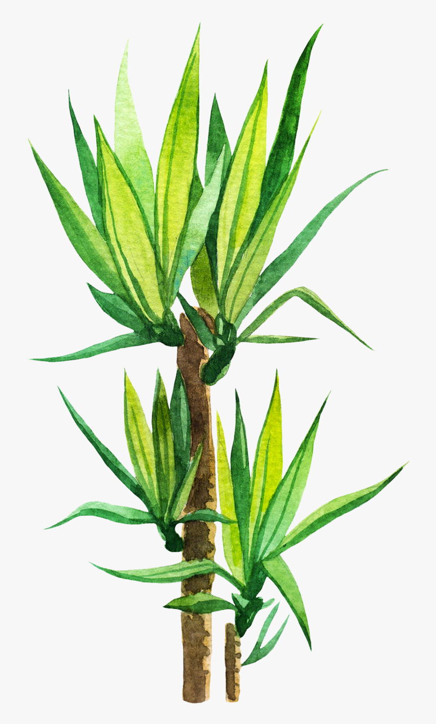 Agave, HD Png Download