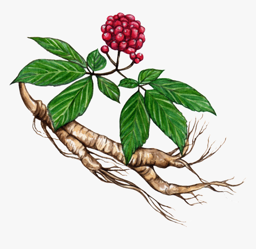 Clip Art Ginseng Flower - Asian Ginseng, HD Png Download
