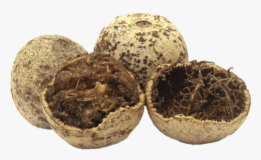 Opened Wood Apple - Wood Apple Png, Transparent Png