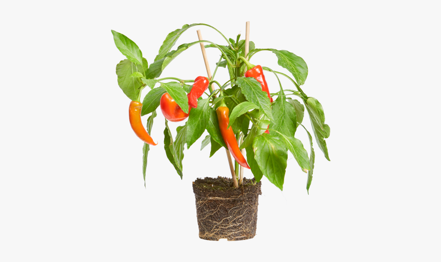 Chili Pepper - Flowerpot, HD Png Download
