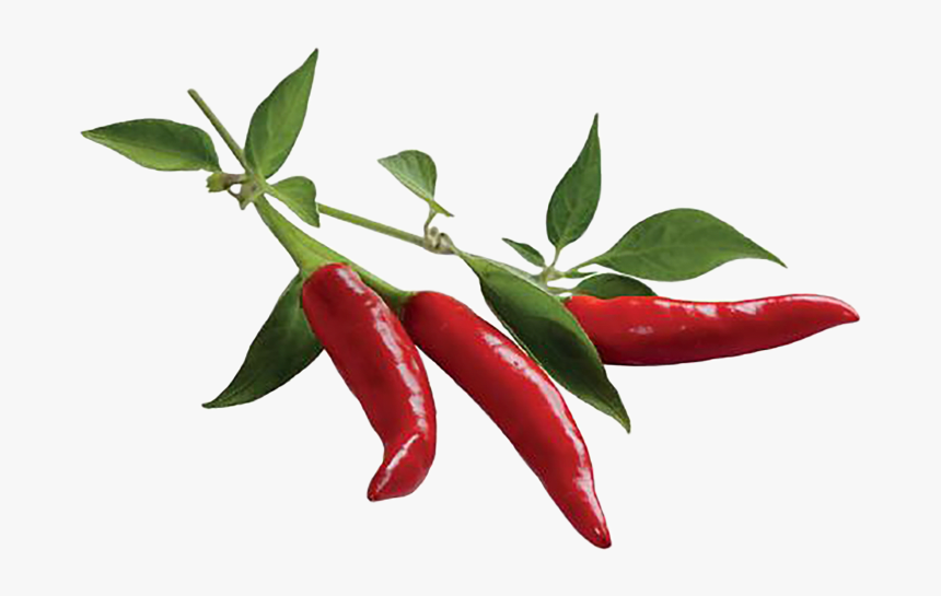 Chili Pepper, HD Png Download
