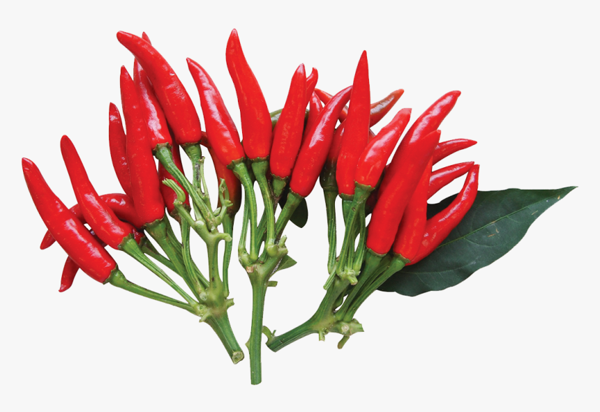 Tulip, HD Png Download