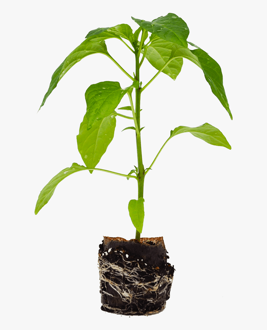 Flowerpot, HD Png Download