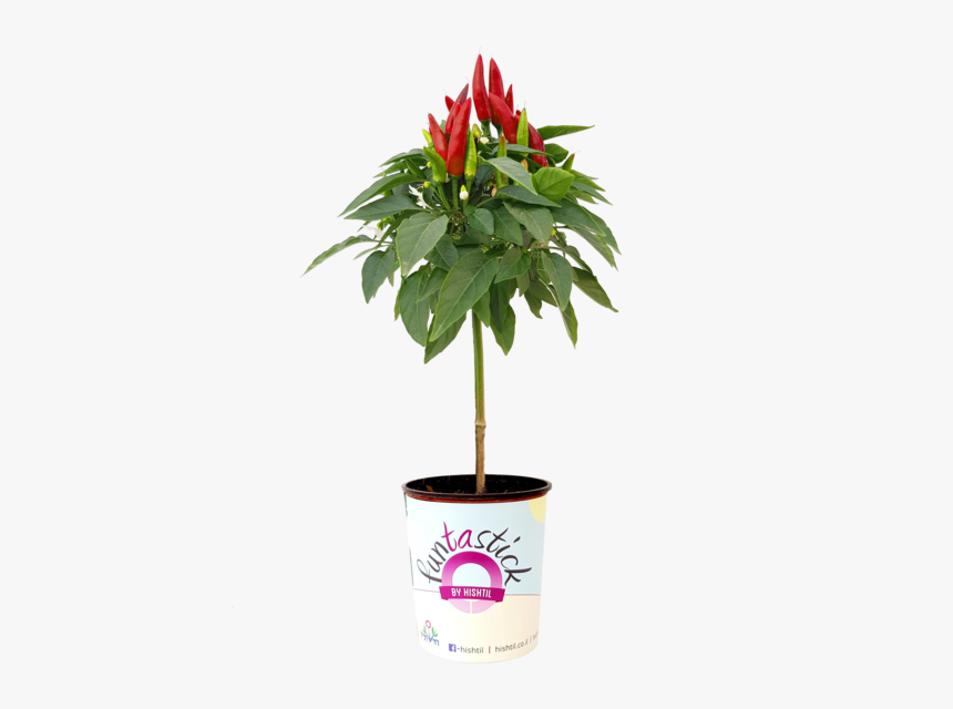 Mandevilla, HD Png Download