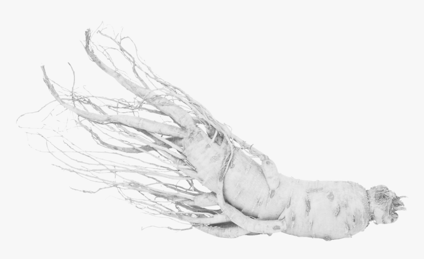 Sketch, HD Png Download