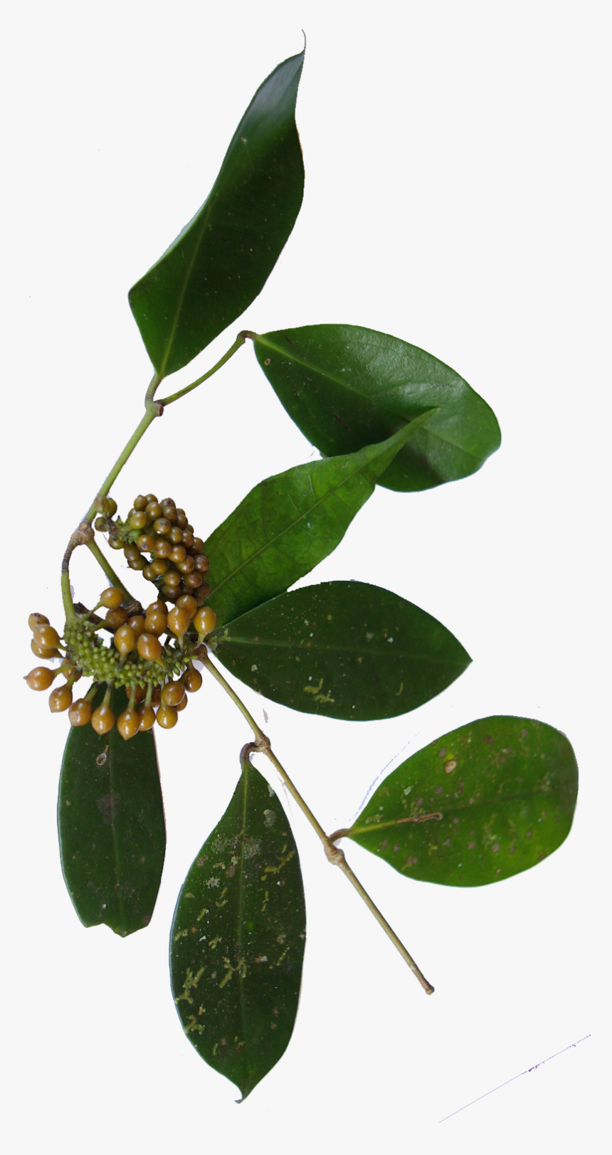 Wild Pepper Bunch - Fleur Poivre Sauvage, HD Png Download