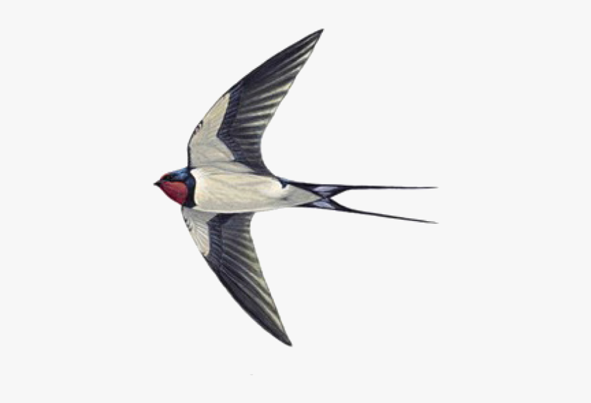Swallow Tattoo Sparrow Helicopter - Sparrow And Swallow Difference, HD Png Download
