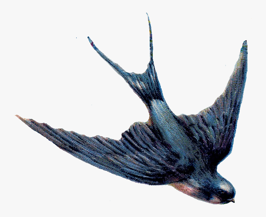 Swallow Png, Transparent Png