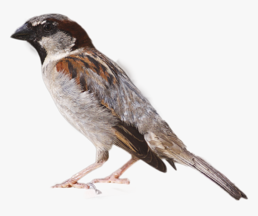 Sparrow Png Image - House Sparrow, Transparent Png