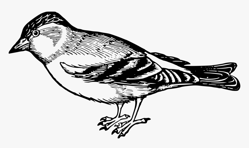 Sparrow - Sparrow Black And White, HD Png Download
