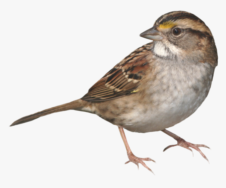 Clip Art Picture Of Sparrow Bird - Sparrow Png, Transparent Png