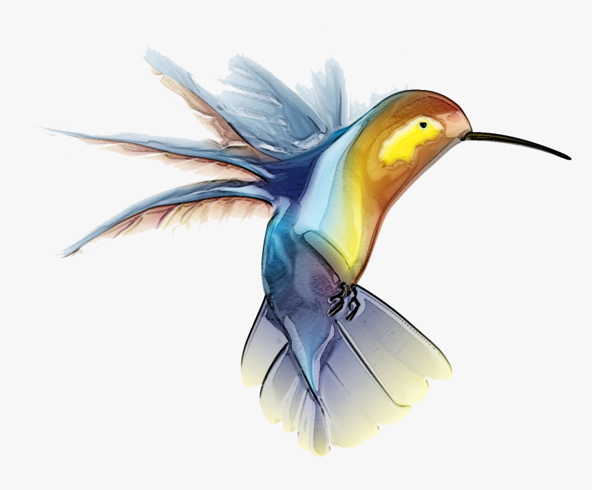 Free Hummingbird Clip Art, HD Png Download