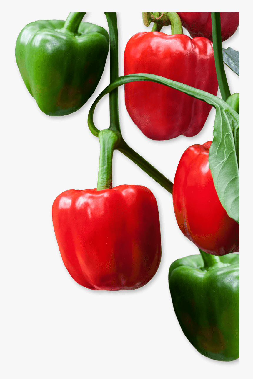 Red Bell Pepper, HD Png Download