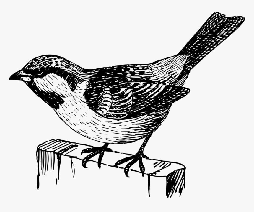Sparow - Sparrow Png Black And White, Transparent Png