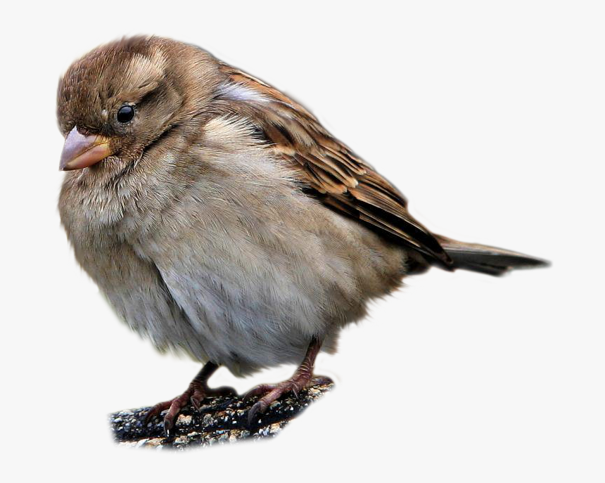 20109 - House Sparrow Bird Transparent, HD Png Download