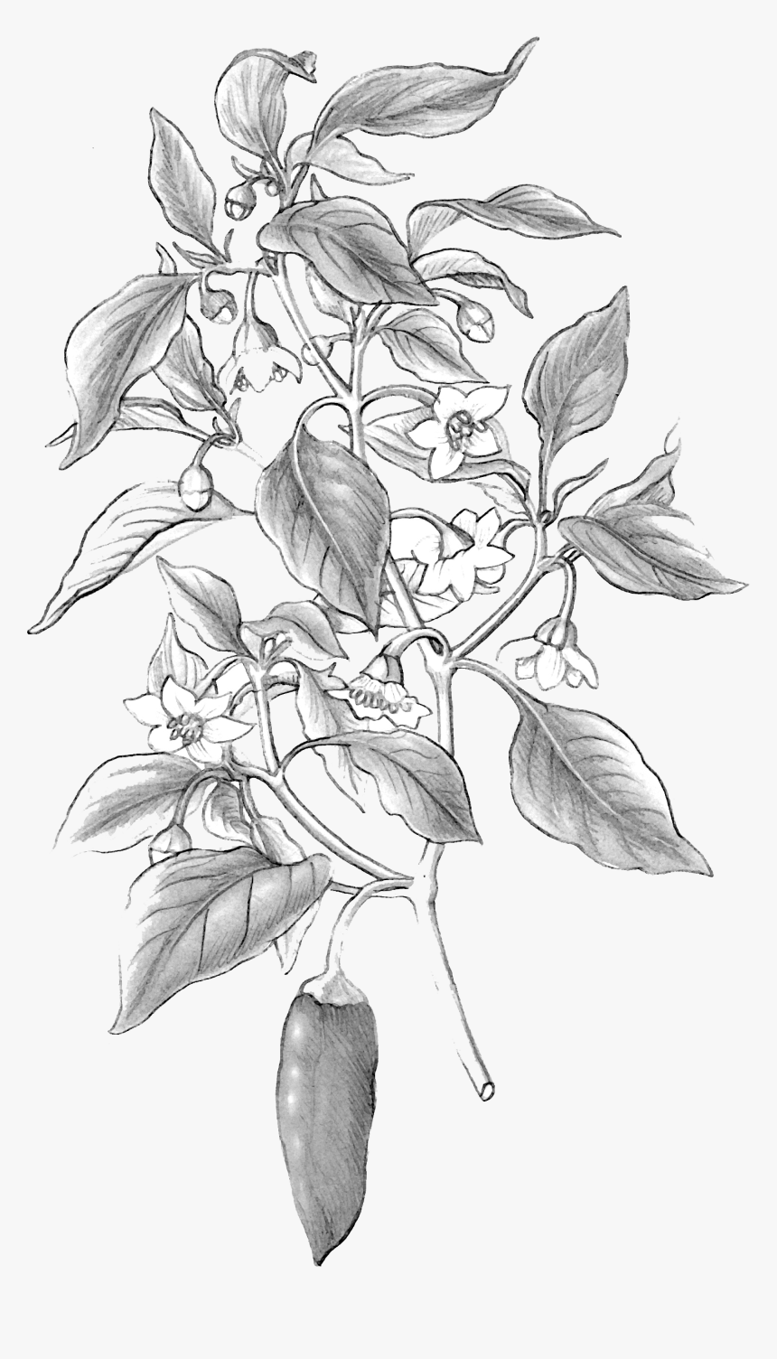 Rosa Glauca, HD Png Download
