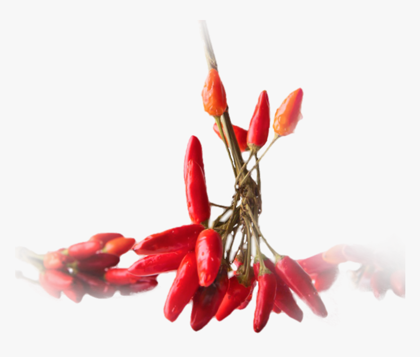 Pepper Plant Png, Transparent Png
