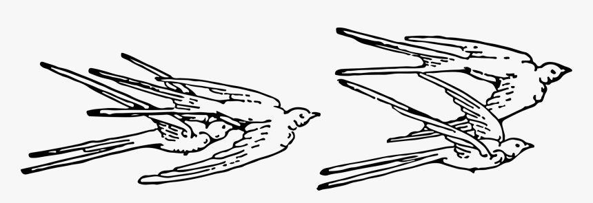 Collection Of Free Swallow Drawing Sketch Download - Free Swallows Clip Art, HD Png Download