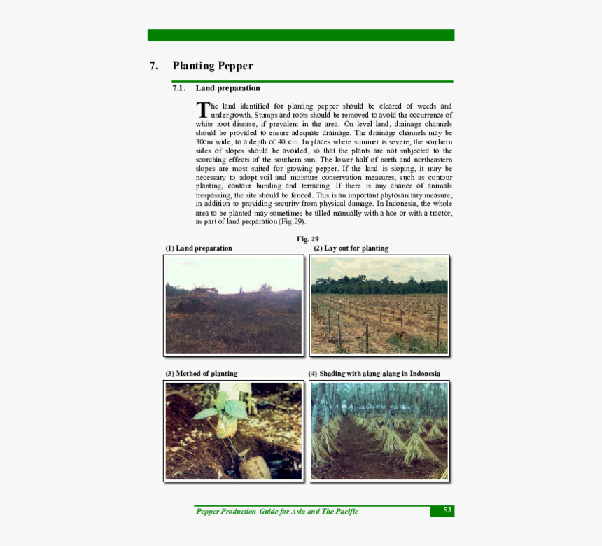 Tree, HD Png Download