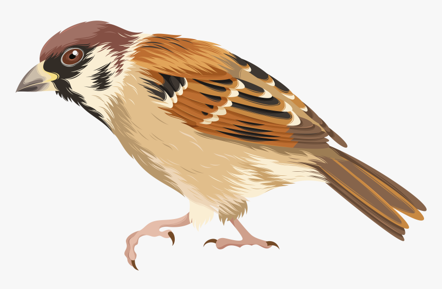 Png Clip Art Image - Clip Art Of Sparrow, Transparent Png