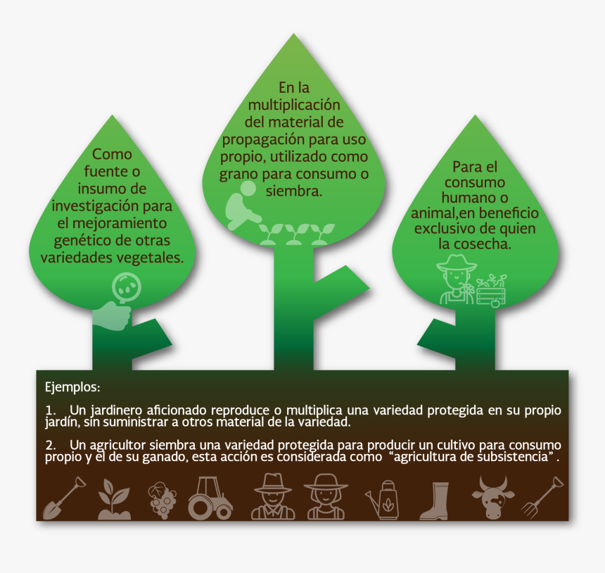 Christmas Tree, HD Png Download