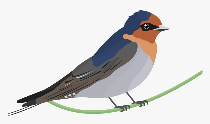 Black Swallow Bird Png - Welcome Swallow Bird, Transparent Png